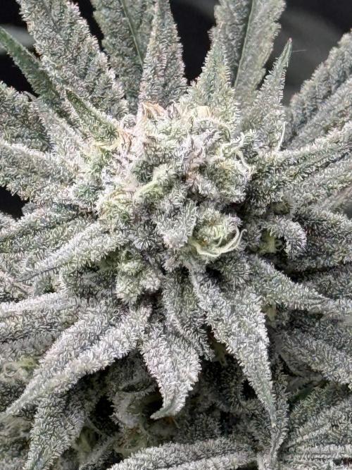 Nana Glue from Square One. Week 14