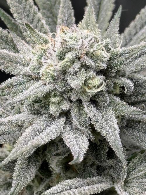 Nana Glue from Square One. Week 14