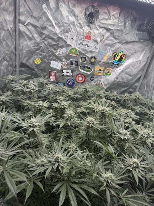 Nana Glue from Square One. Week 14