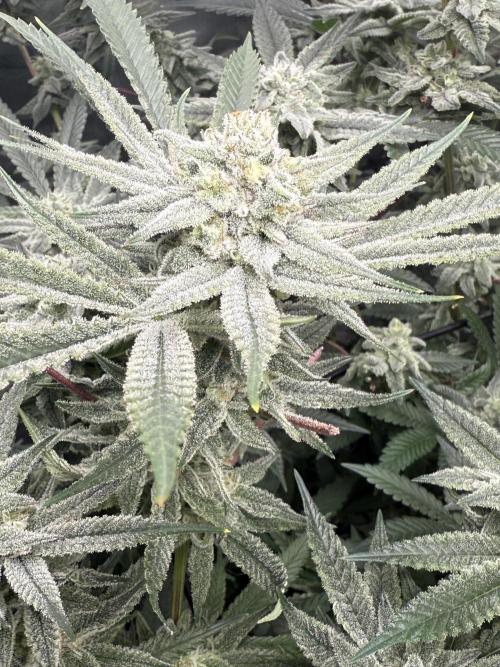 Nana Glue from Square One. Week 14