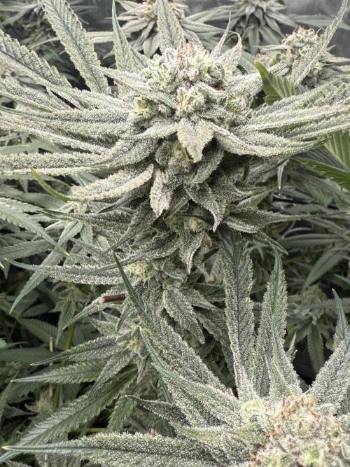 Nana Glue from Square One. Week 14