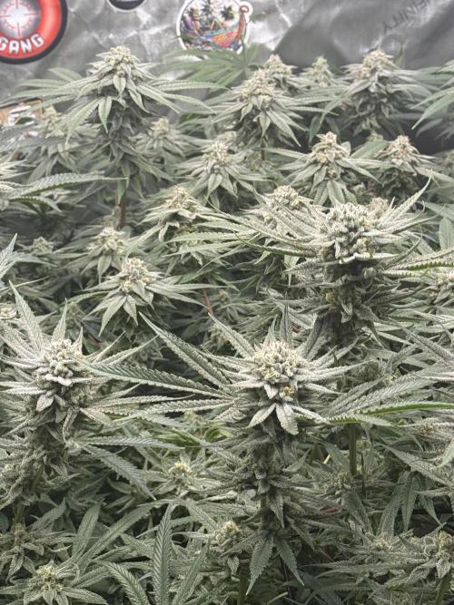 Nana Glue from Square One. Week 15