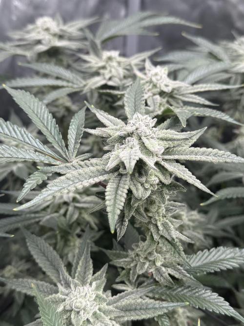 Nana Glue from Square One. Week 15