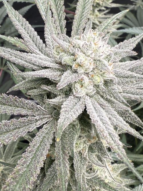 Nana Glue from Square One. Week 15