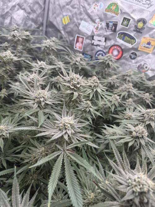 Nana Glue from Square One. Week 15