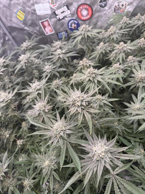 Nana Glue from Square One. Week 15