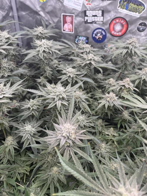 Nana Glue from Square One. Week 15