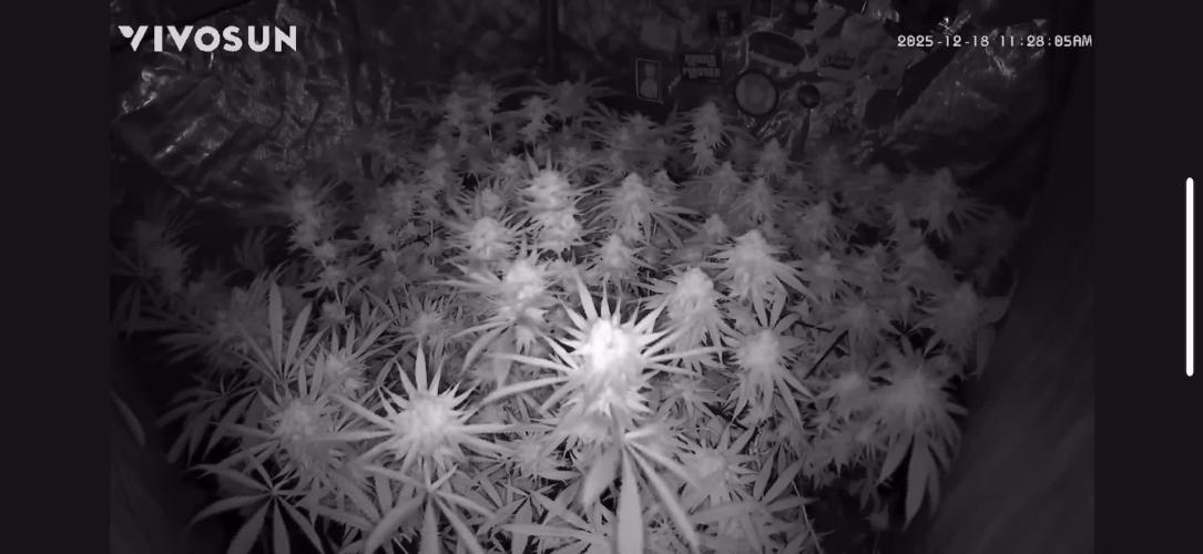 Nana Glue from Square One