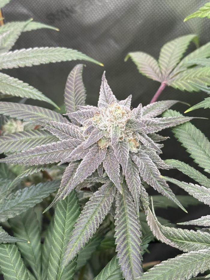 Nana Glue from Square One. Week 16