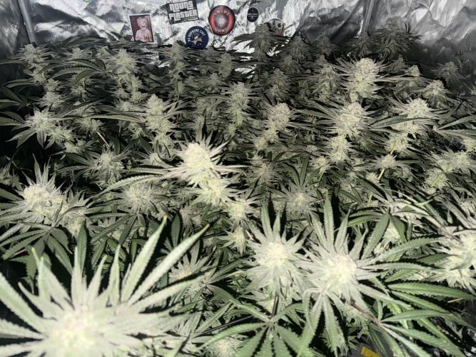 Nana Glue from Square One. Week 17