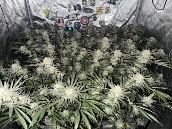 Nana Glue from Square One. Week 17