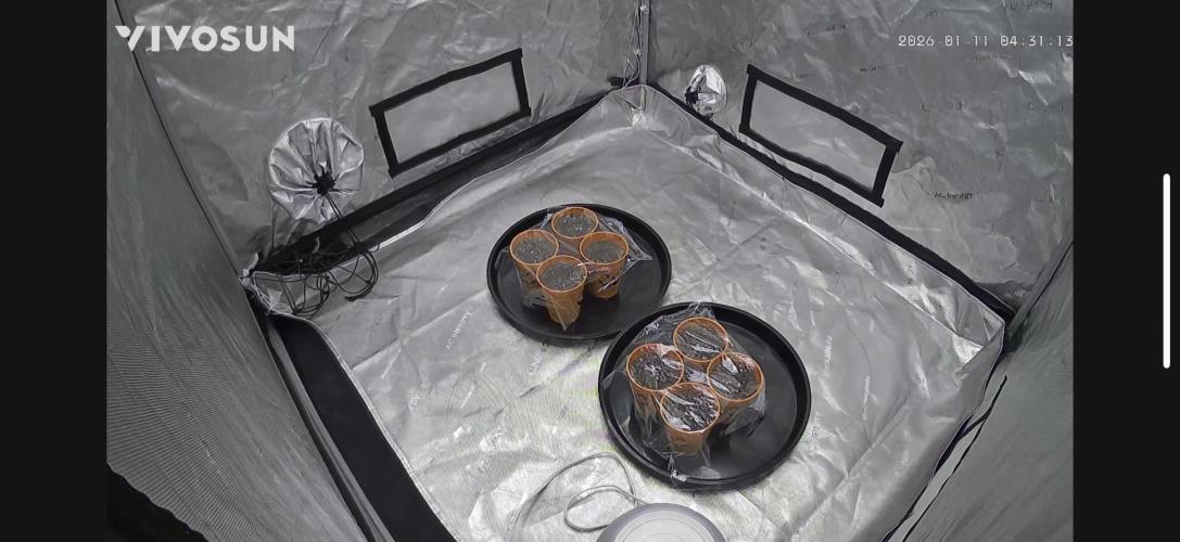 Brisker from Square One. Week 0