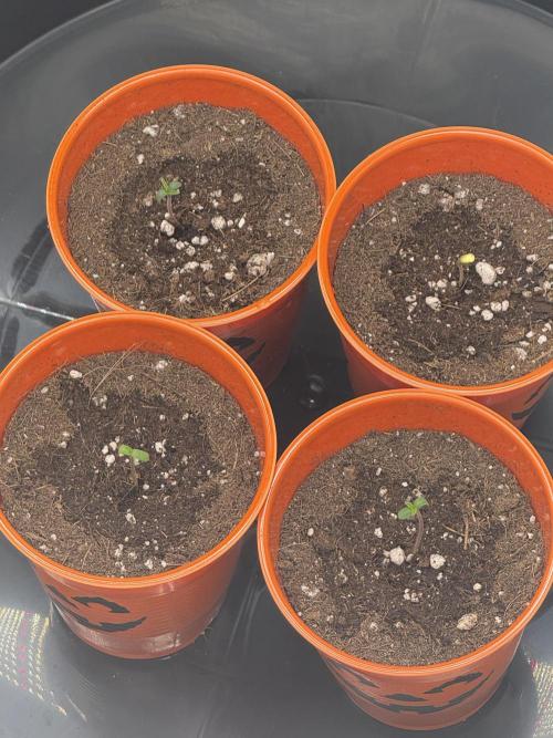 Brisker from Square One. Week 1