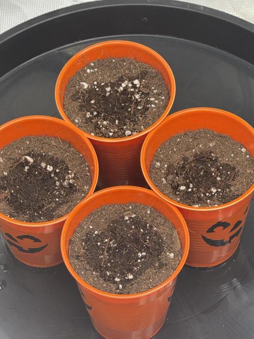 Brisker from Square One. Week 1