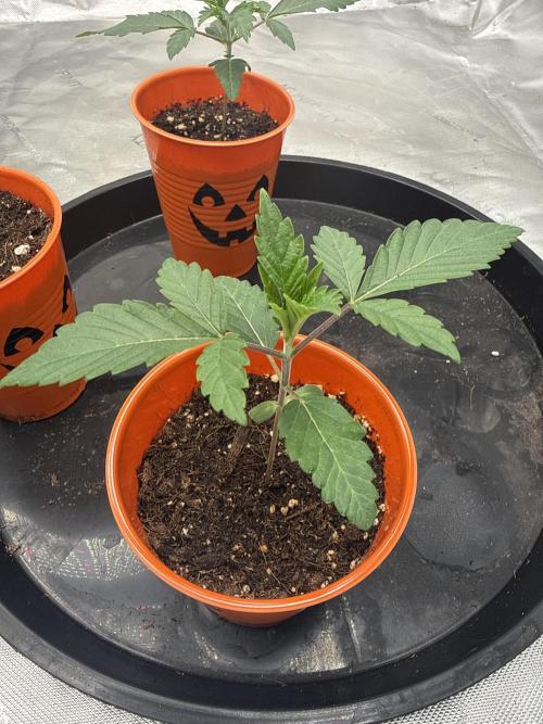 Brisker from Square One. Week 2