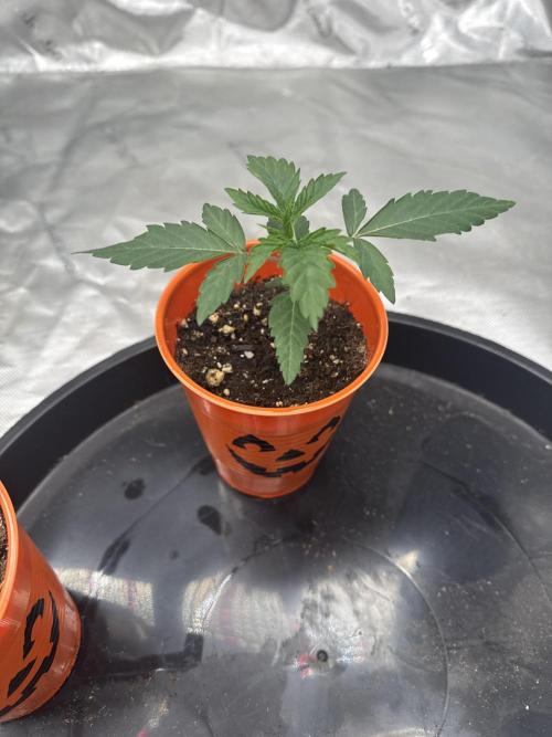 Brisker from Square One. Week 2