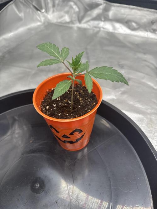 Brisker from Square One. Week 2