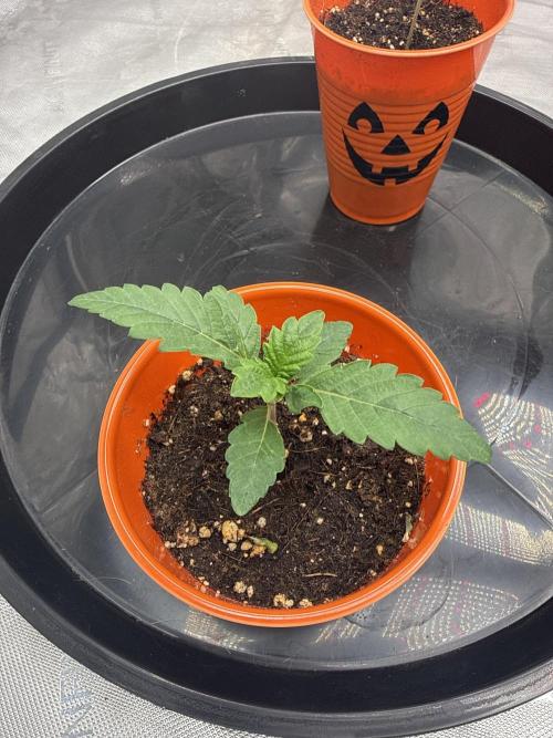 Brisker from Square One. Week 2