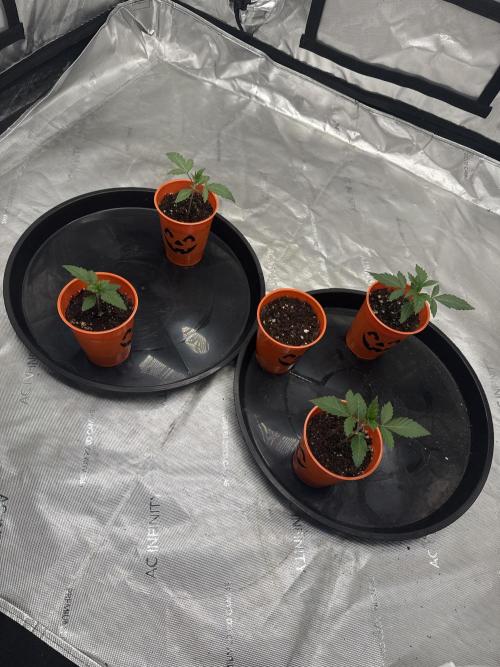 Brisker from Square One. Week 2