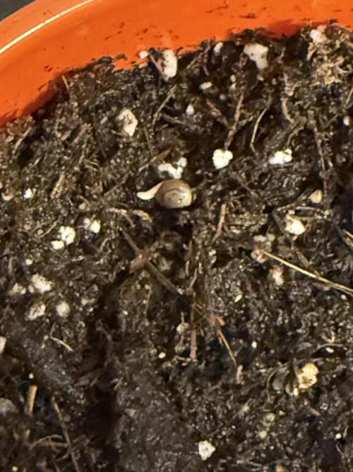 The miracle seed. Week 0