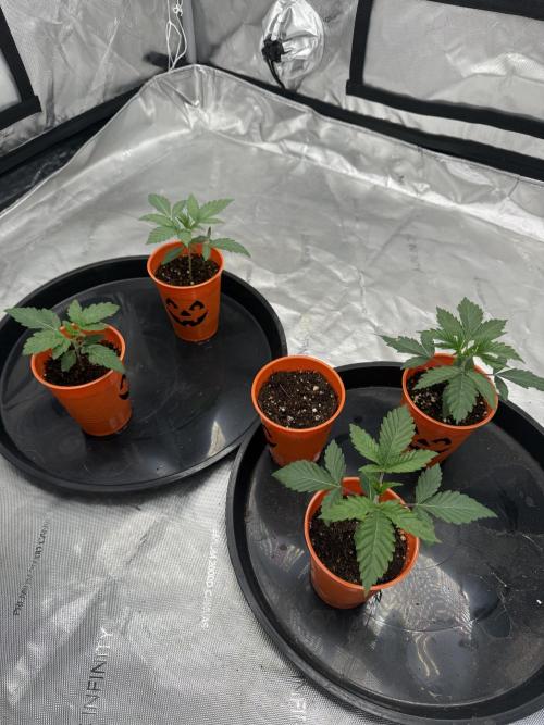 The miracle seed. Week 0