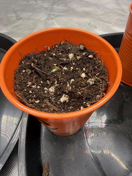 The miracle seed. Week 1