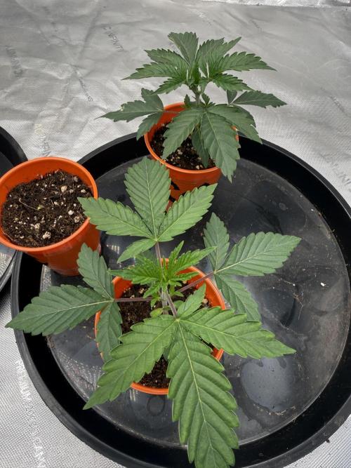 The miracle seed. Week 1