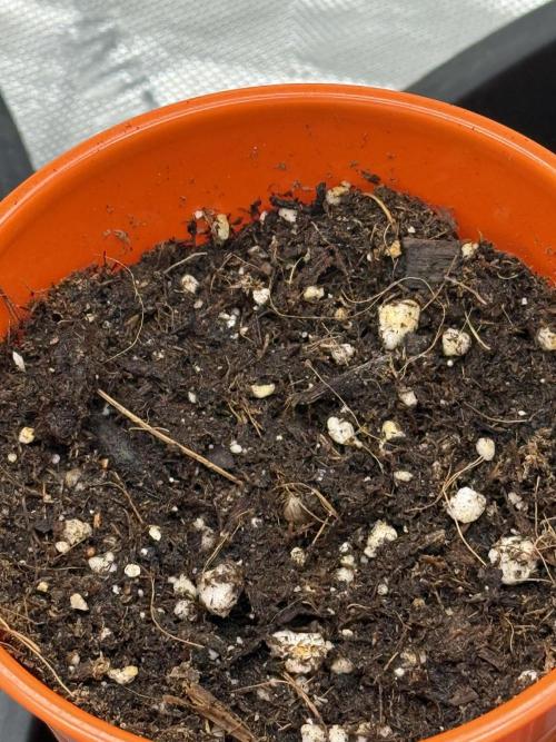 The miracle seed. Week 1