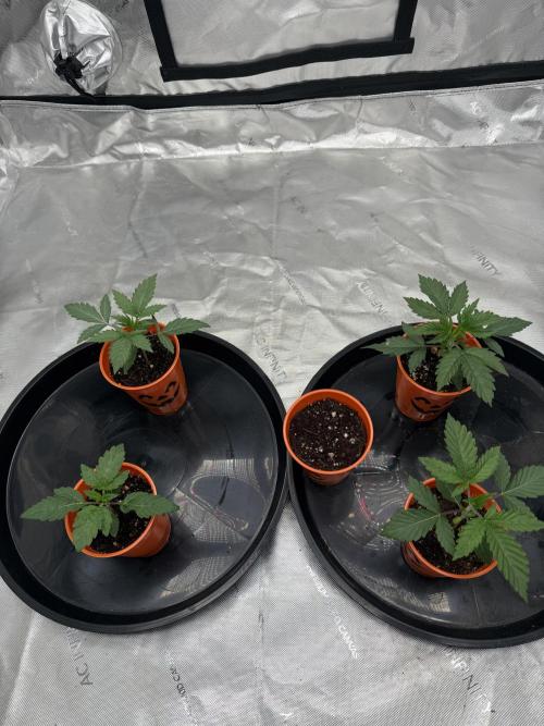 The miracle seed. Week 1