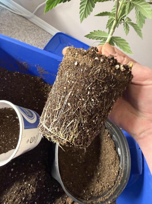 Brisker from Square One. Week 3