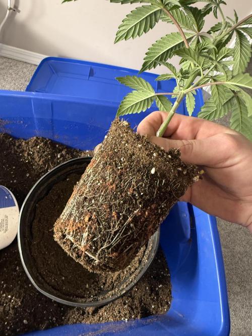 Brisker from Square One. Week 3