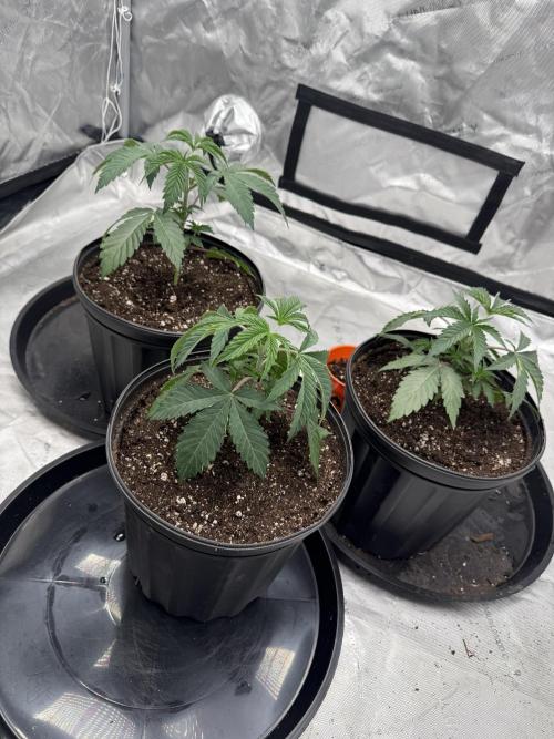 Brisker from Square One. Week 3