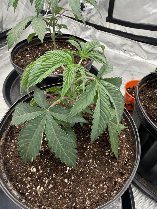 Brisker from Square One. Week 3