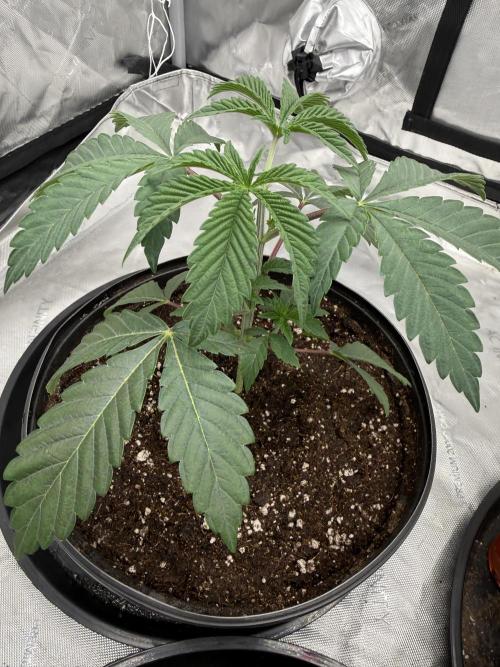 Brisker from Square One. Week 3