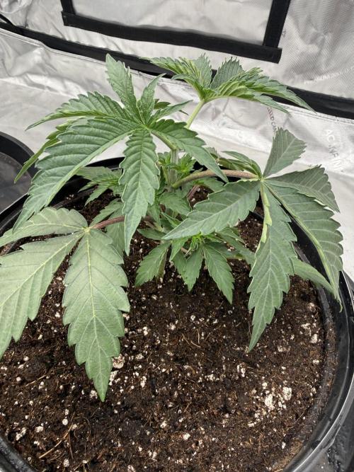 Brisker from Square One. Week 3