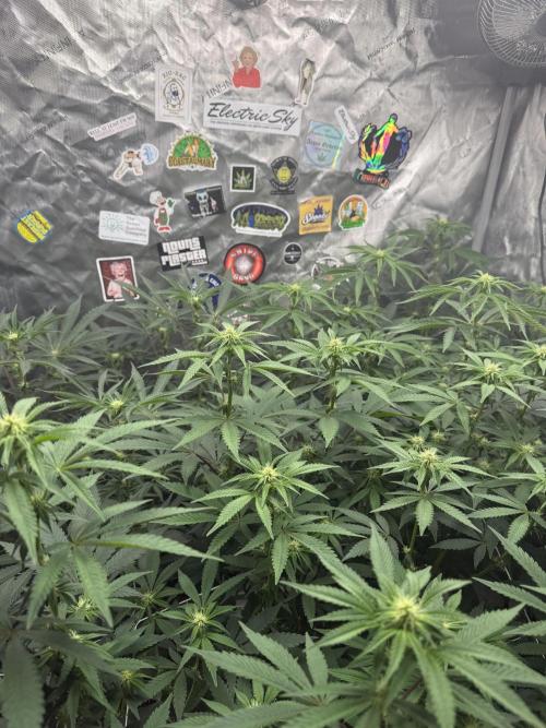 Brisker OG BX1 . Week 11