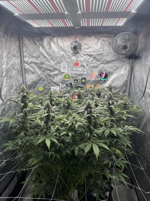 Brisker OG BX1 . Week 14