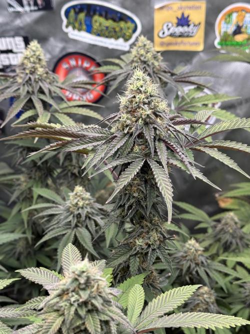 Brisker OG BX1 . Week 17