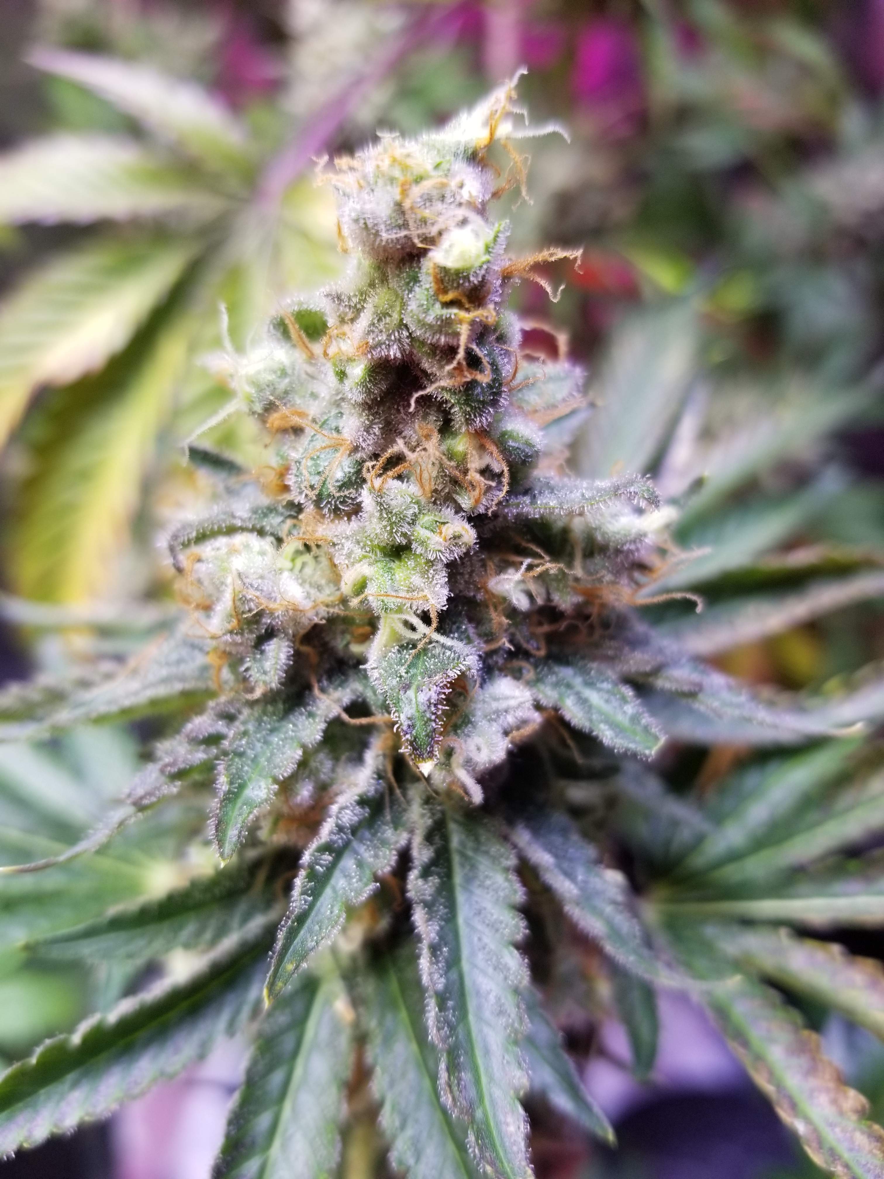 Crop King Seeds Super Silver Haze Crop King Seeds Durban Poison Grow 