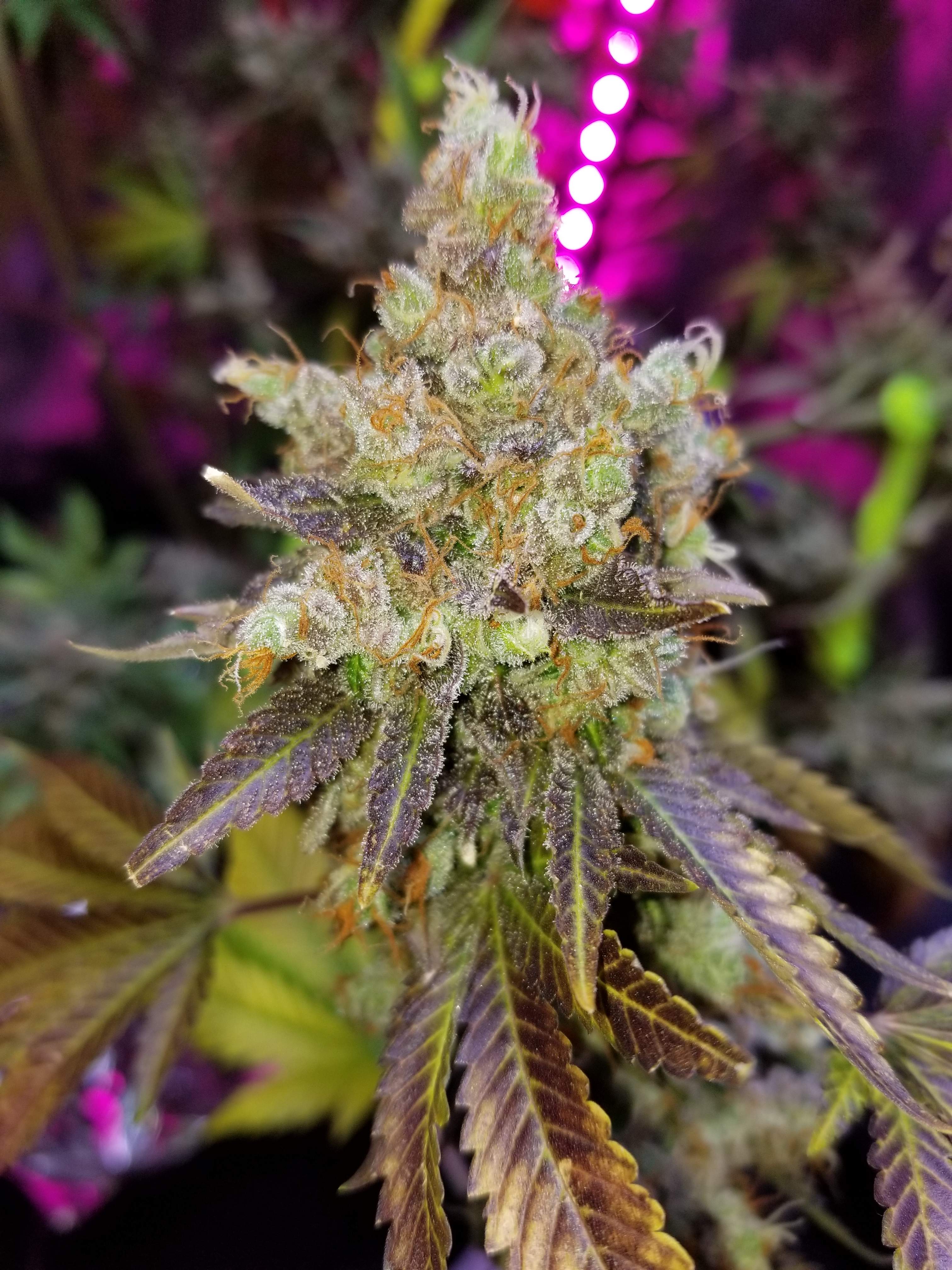 Crop King Seeds Super Silver Haze Crop King Seeds Durban Poison Grow 