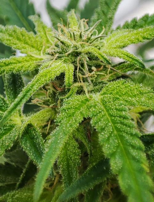 Auto Fractal Divine Seeds Comp. vol.2. Week 10