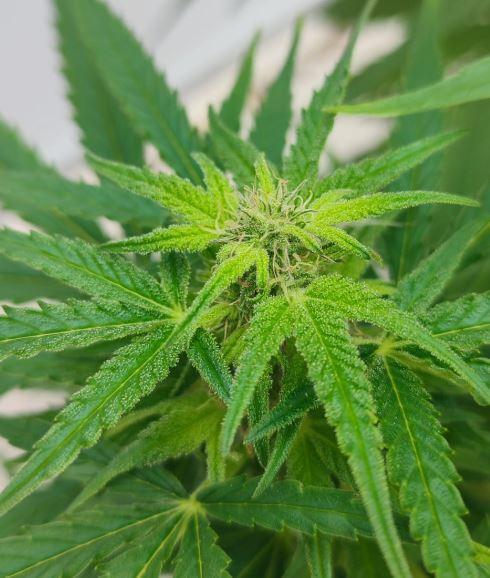 Auto Fractal Divine Seeds Comp. vol.2. Week 10