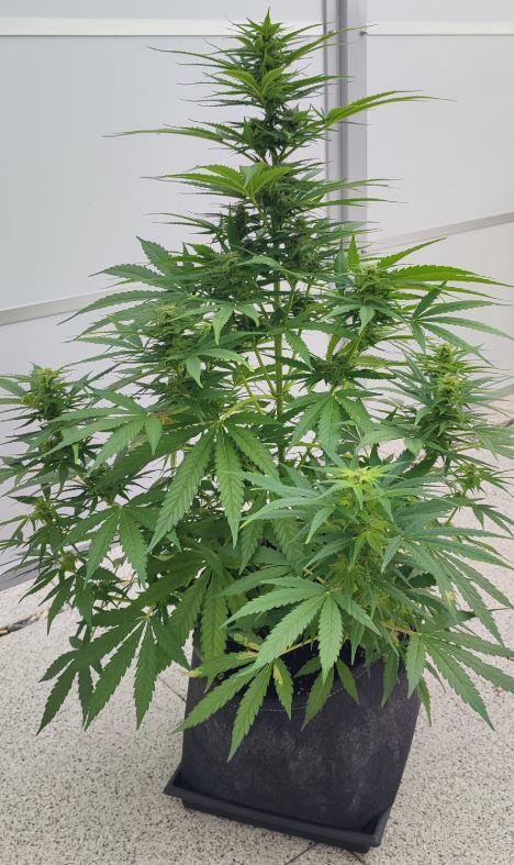 Auto Fractal Divine Seeds Comp. vol.2. Week 10