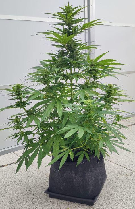 Auto Fractal Divine Seeds Comp. vol.2. Week 10