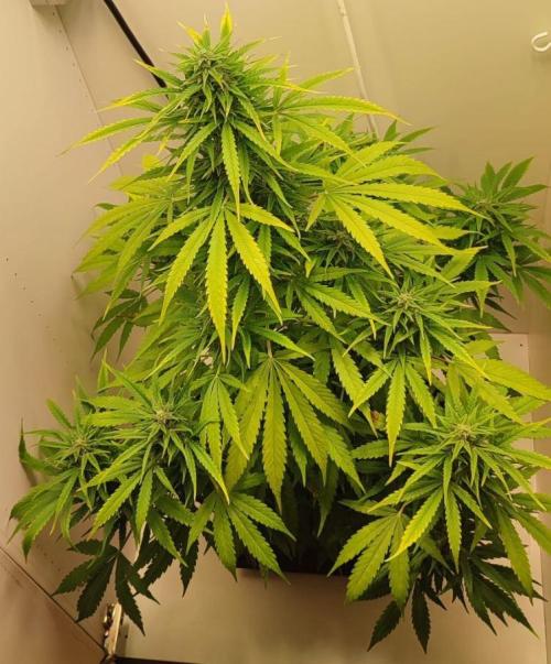 Auto Fractal Divine Seeds Comp. vol.2. Week 11