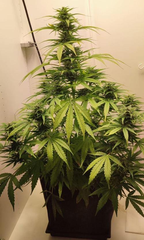 Auto Fractal Divine Seeds Comp. vol.2. Week 11