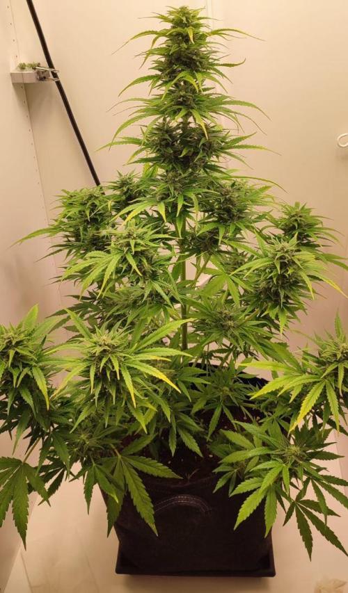 Auto Fractal Divine Seeds Comp. vol.2. Week 11