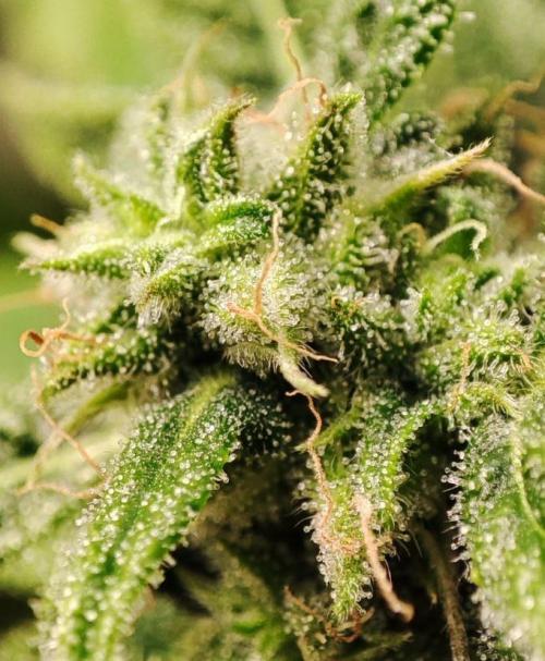 Auto Fractal Divine Seeds Comp. vol.2. Week 11