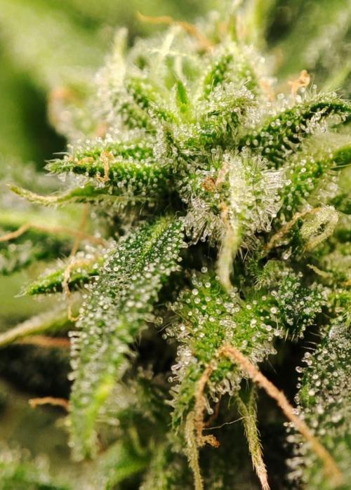 Auto Fractal Divine Seeds Comp. vol.2. Week 11