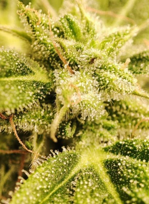 Auto Fractal Divine Seeds Comp. vol.2. Week 11